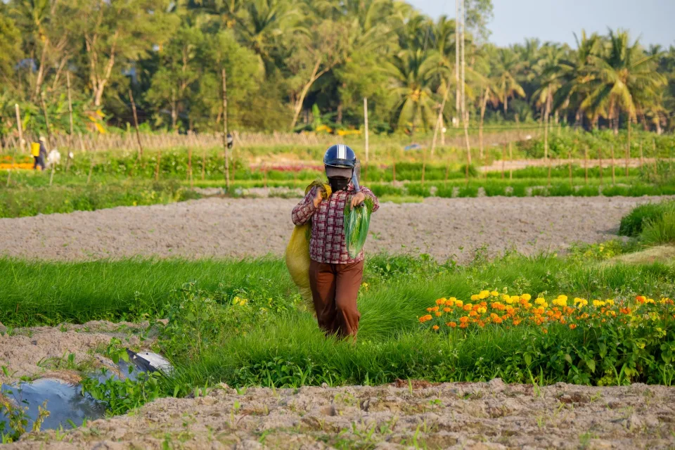 Nông sản tươi sạch có sẵn tại vườn