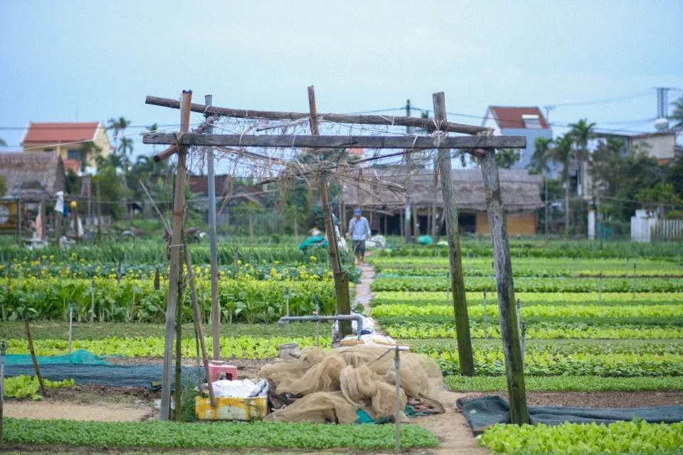 Nông sản tươi sạch có sẵn tại vườn